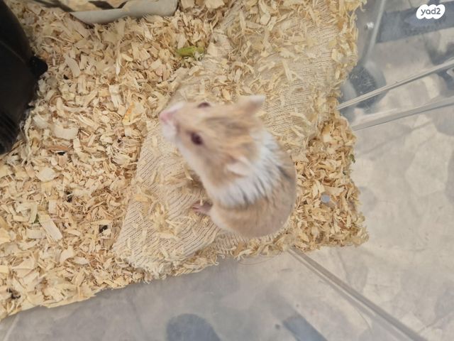 תמונת מודעה - חיות מחמד