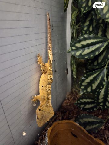 תמונת מודעה - חיות מחמד