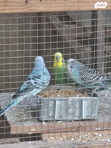 תמונת מודעה - חיות מחמד