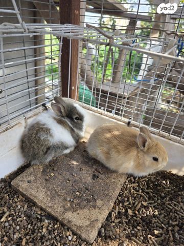 תמונת מודעה - חיות מחמד