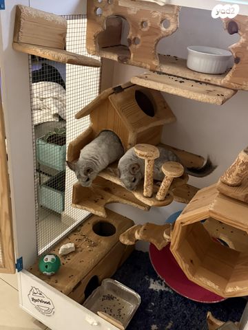 תמונת מודעה - חיות מחמד