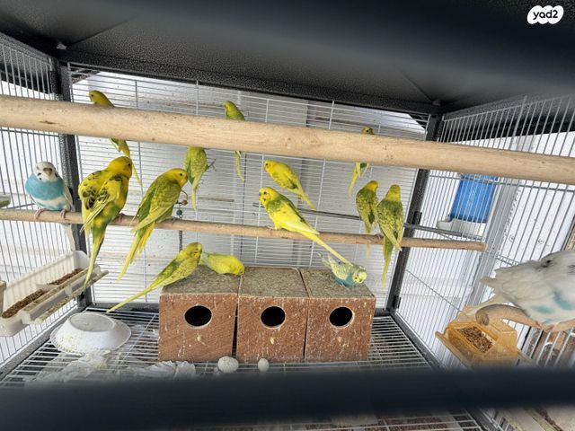 תמונת מודעה - חיות מחמד