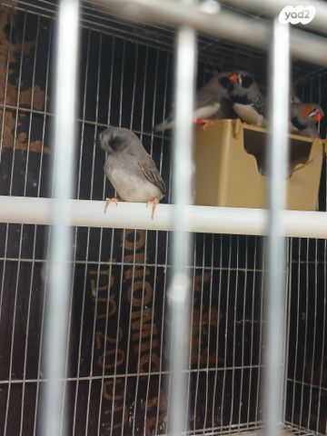 תמונת מודעה - חיות מחמד