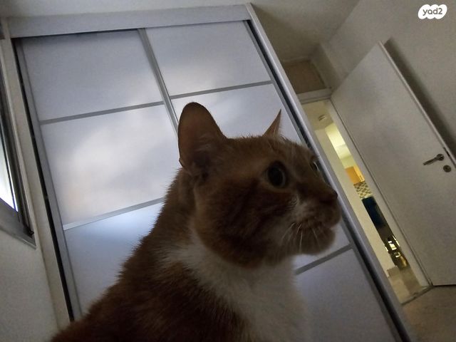 תמונת מודעה - חיות מחמד