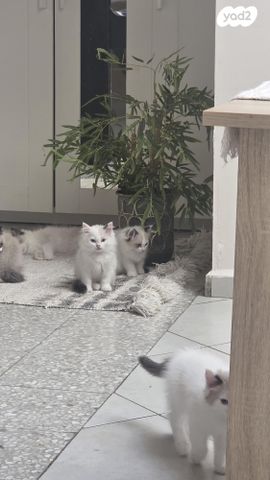 תמונת מודעה - חיות מחמד