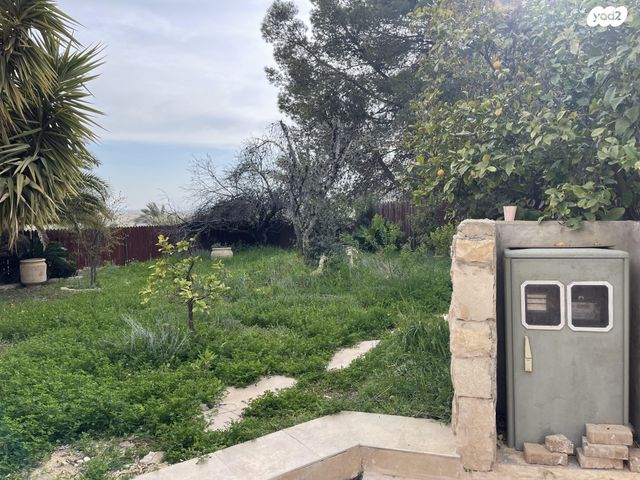 חגווי הסלע 81