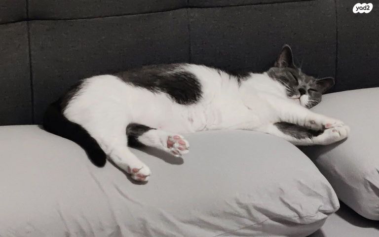 תמונת מודעה - חיות מחמד