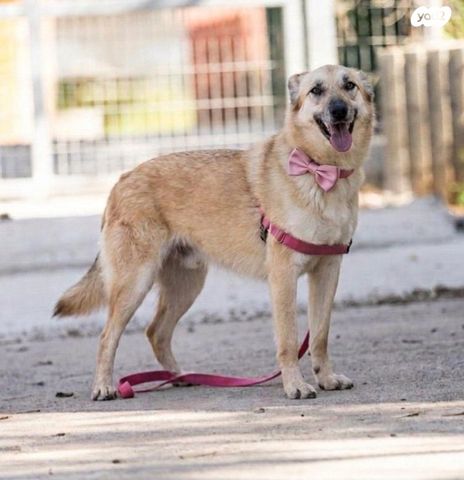 תמונת מודעה - חיות מחמד