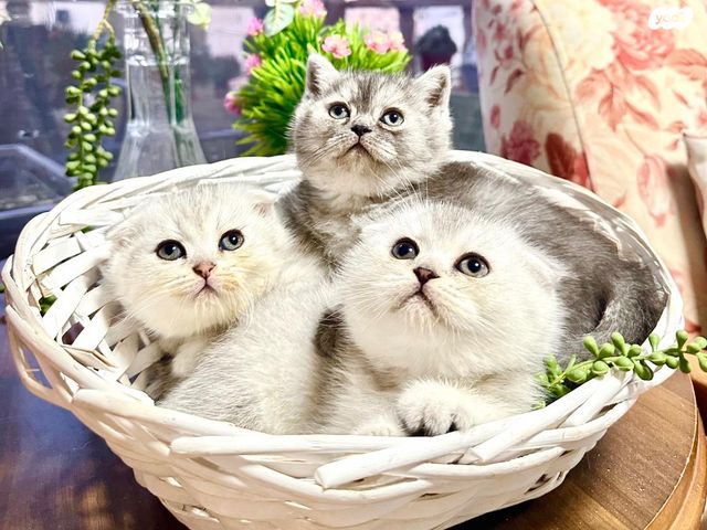 תמונת מודעה - חיות מחמד