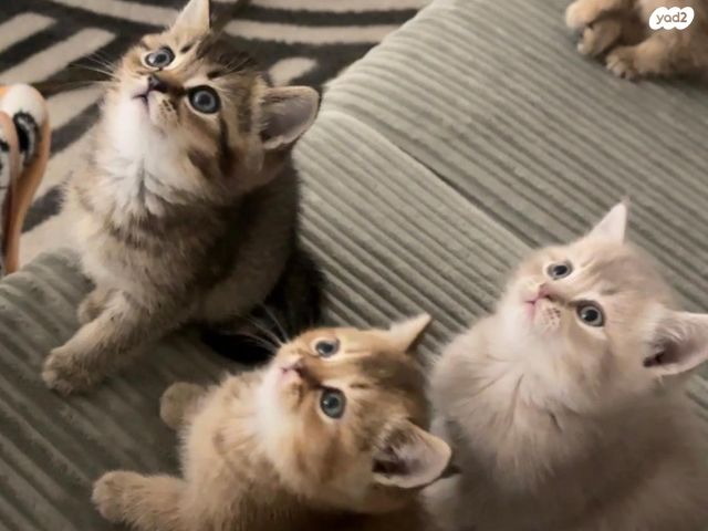 תמונת מודעה - חיות מחמד