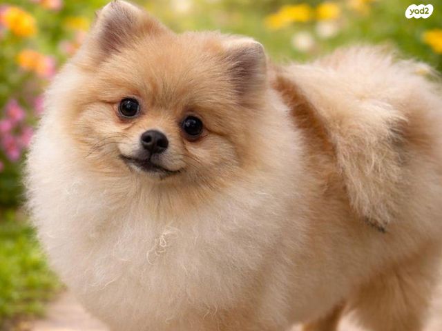 תמונת מודעה - חיות מחמד