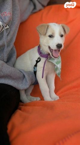 תמונת מודעה - חיות מחמד