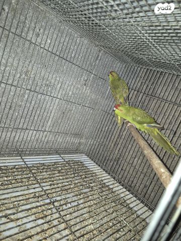 תמונת מודעה - חיות מחמד