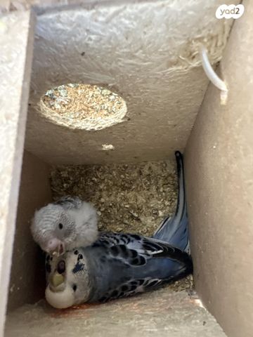 תמונת מודעה - חיות מחמד