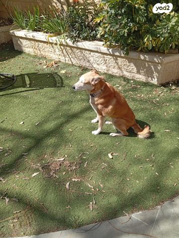 תמונת מודעה - חיות מחמד