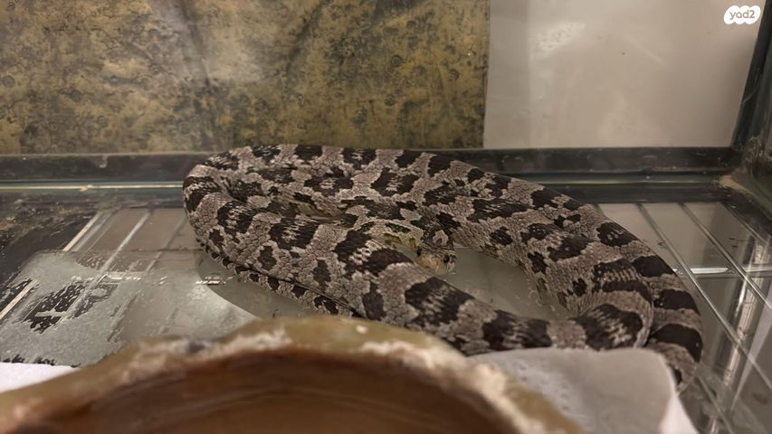 תמונת מודעה - חיות מחמד