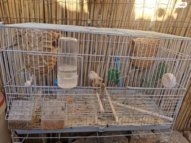 תמונת מודעה - חיות מחמד