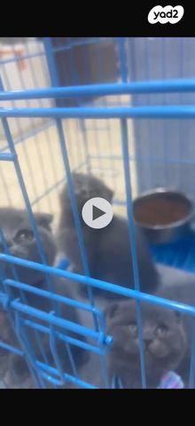 תמונת מודעה - חיות מחמד