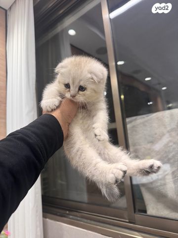 תמונת מודעה - חיות מחמד