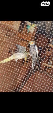 תמונת מודעה - חיות מחמד