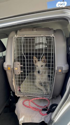 תמונת מודעה - חיות מחמד