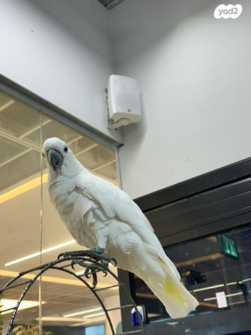 תמונת מודעה - חיות מחמד