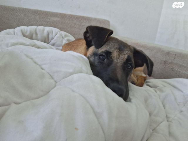 תמונת מודעה - חיות מחמד