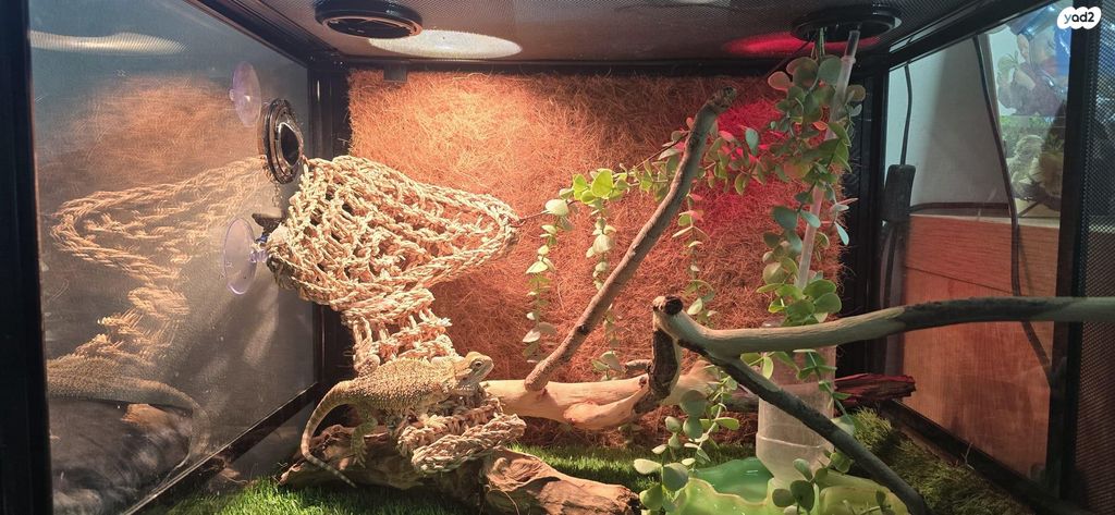 תמונת מודעה - חיות מחמד