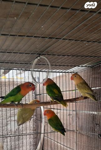 תמונת מודעה - חיות מחמד