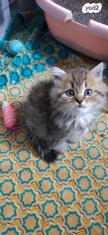 תמונת מודעה - חיות מחמד