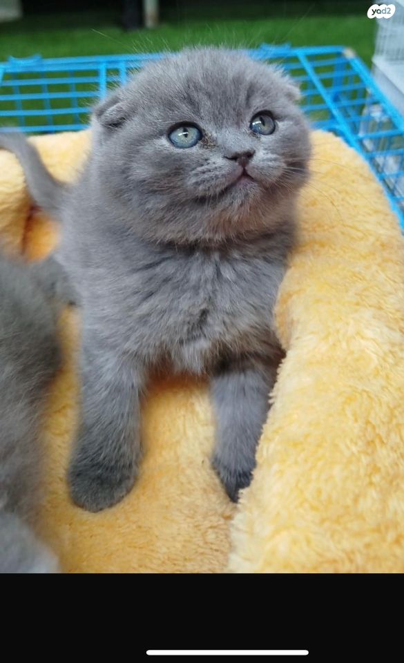 תמונת מודעה - חיות מחמד