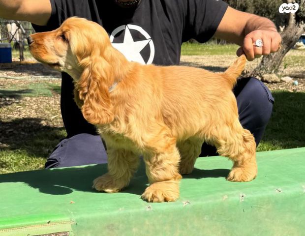 תמונת מודעה - חיות מחמד