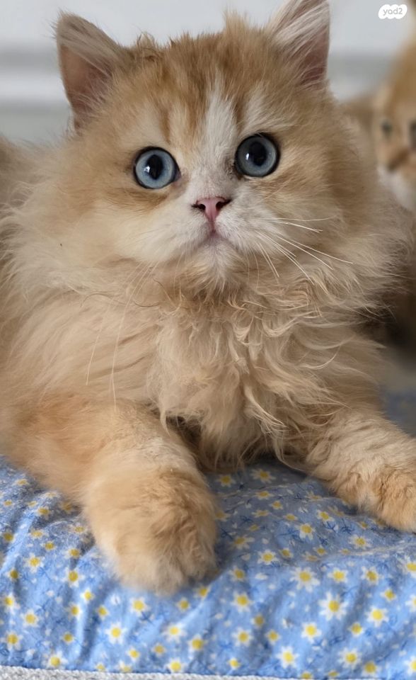 תמונת מודעה - חיות מחמד