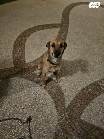 תמונת מודעה - חיות מחמד