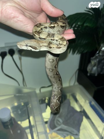 תמונת מודעה - חיות מחמד