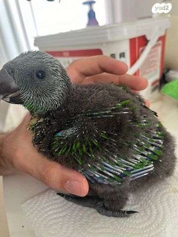 תמונת מודעה - חיות מחמד