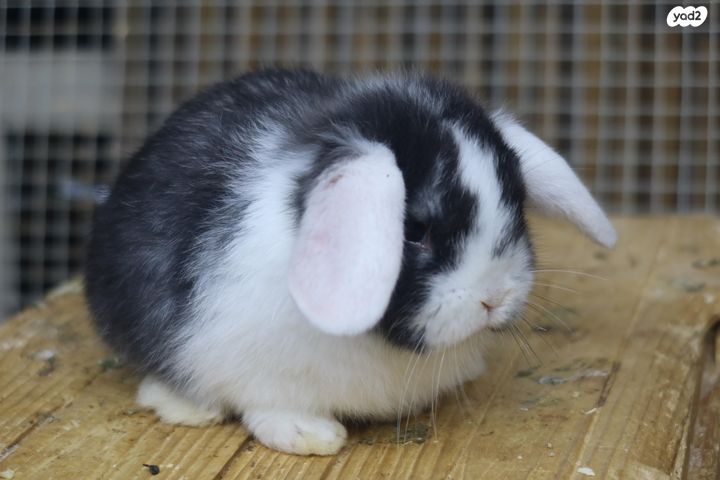 תמונת מודעה - חיות מחמד