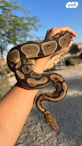 תמונת מודעה - חיות מחמד