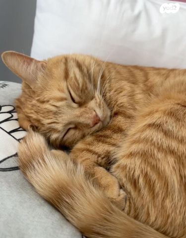 תמונת מודעה - חיות מחמד