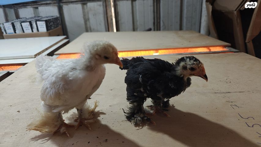 תמונת מודעה - חיות מחמד