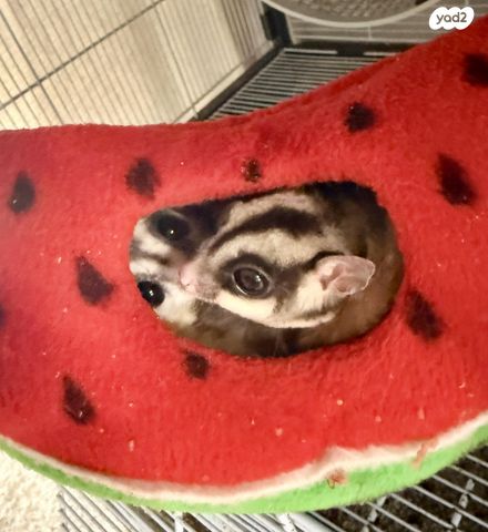 תמונת מודעה - חיות מחמד