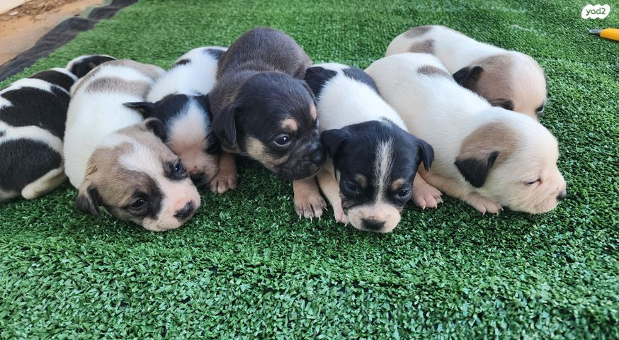 תמונת מודעה - חיות מחמד