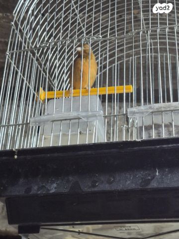 תמונת מודעה - חיות מחמד