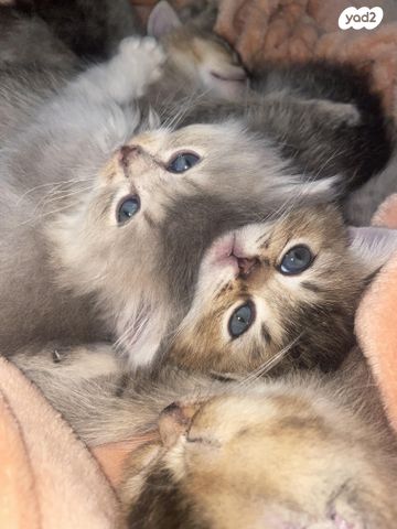 תמונת מודעה - חיות מחמד