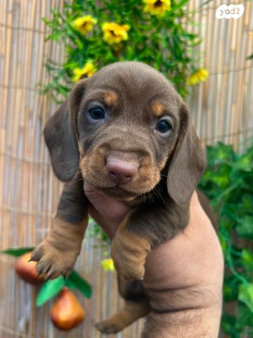 תמונת מודעה - חיות מחמד