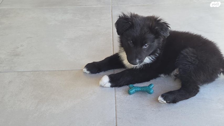 תמונת מודעה - חיות מחמד