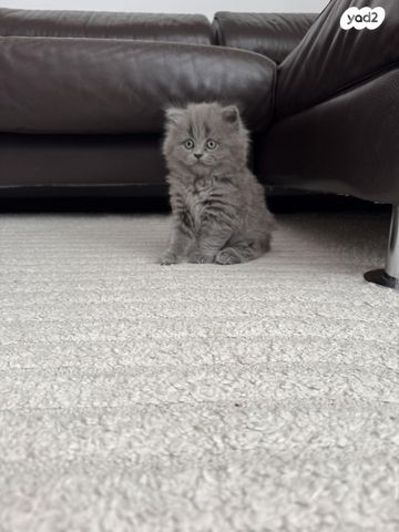 תמונת מודעה - חיות מחמד