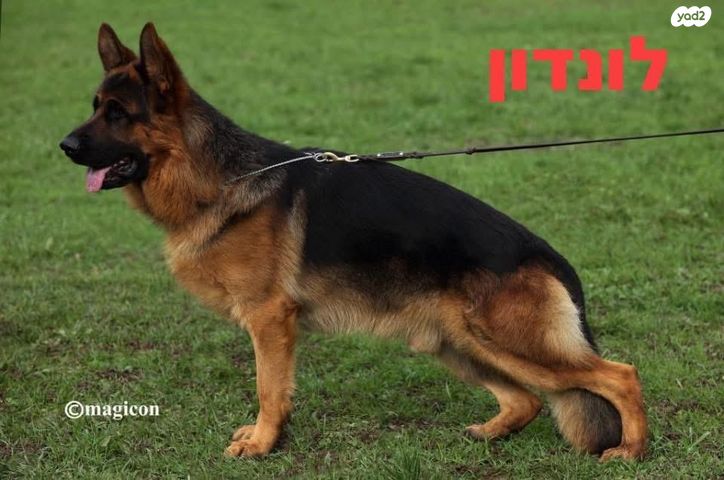 תמונת מודעה - חיות מחמד