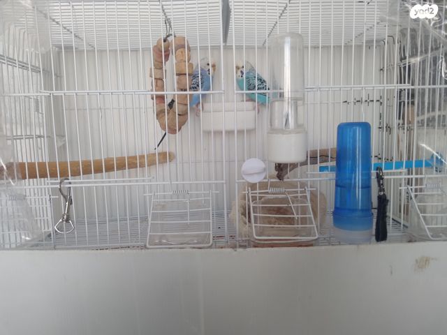 תמונת מודעה - חיות מחמד