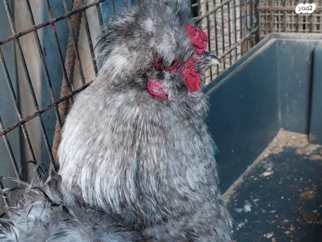 תמונת מודעה - חיות מחמד